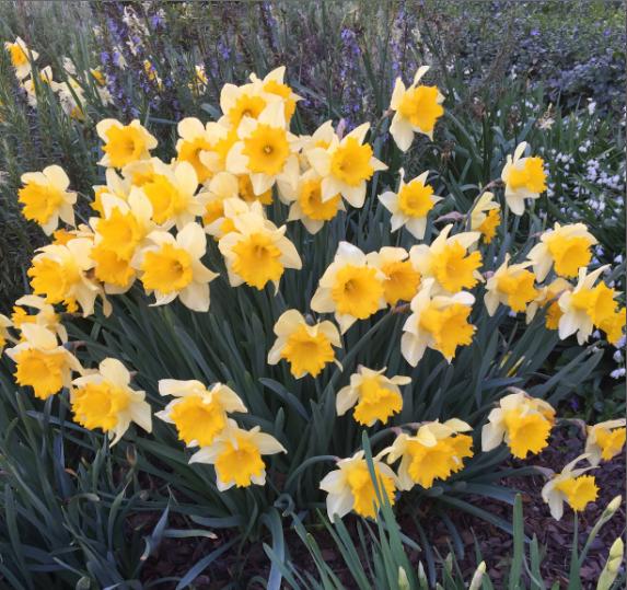 Sep Rydal Daffodil Festival Nature Trail